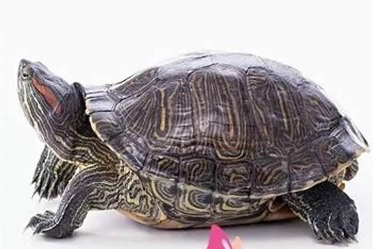 乌龟挂了影响运势吗？