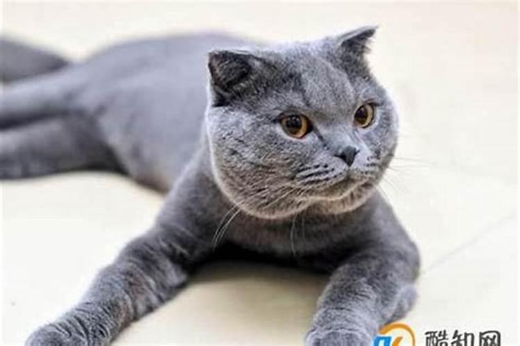 梦见杀猫吃是什么意思？