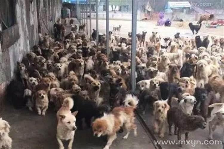 梦见很多狗是什么意思还舔我？