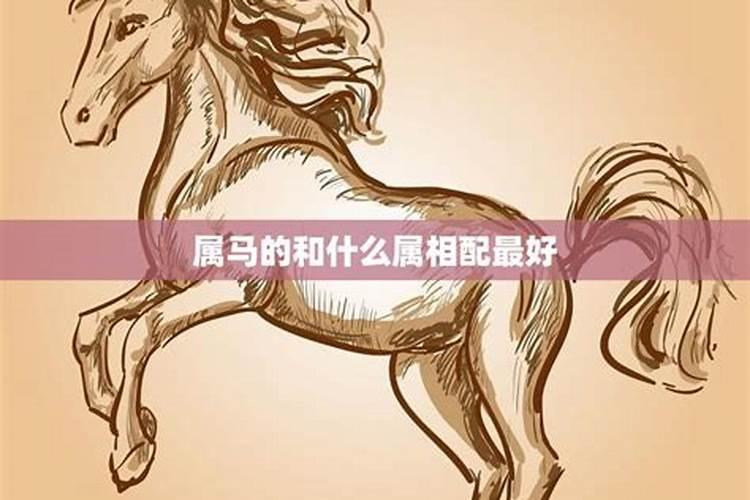 男子属马和什么属相最合婚？