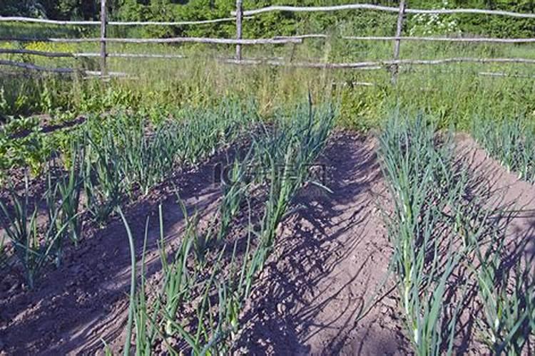 阳历三月十五浇大蒜行吗？