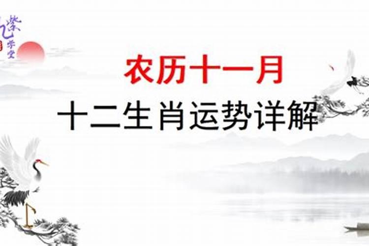 91年农历十一月十一月运势如何？