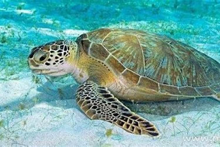 梦见很大的海龟会说话