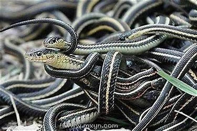 老年女人梦见好多蛇什么意思？