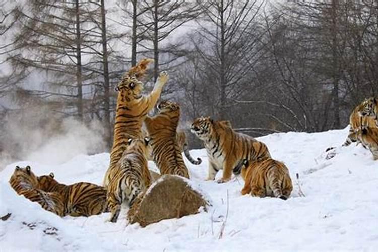 梦见家里进老虎怎么回事？