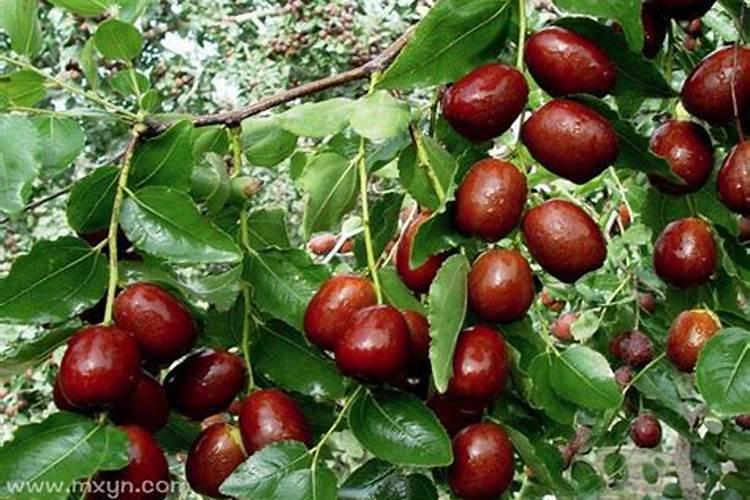 梦见买枣什么意思周公解梦？