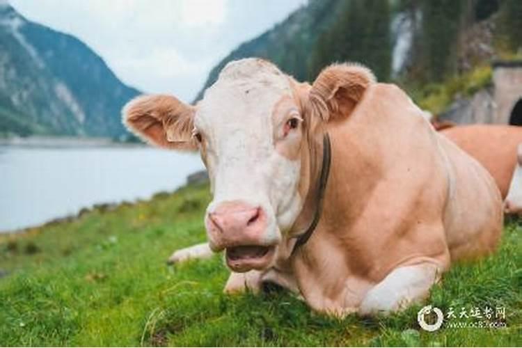 属牛今年九月份运势如何？