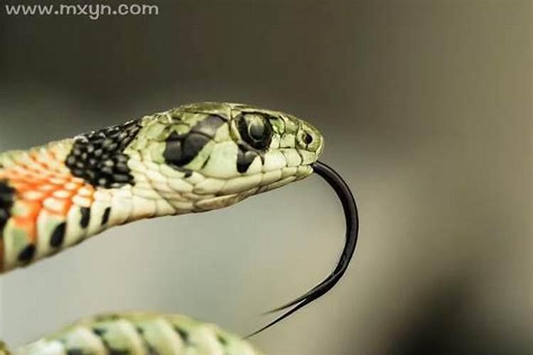 梦见被蛇咬了是什么征兆？