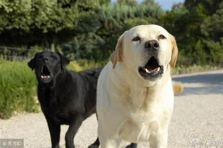 梦见狗是啥征兆解梦？