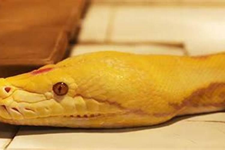 梦见无头蛇是什么意思？