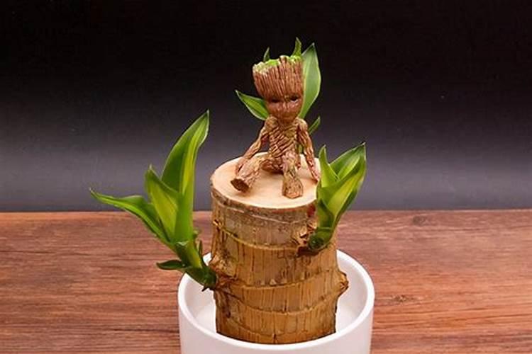 巴西木的小人养好吗？