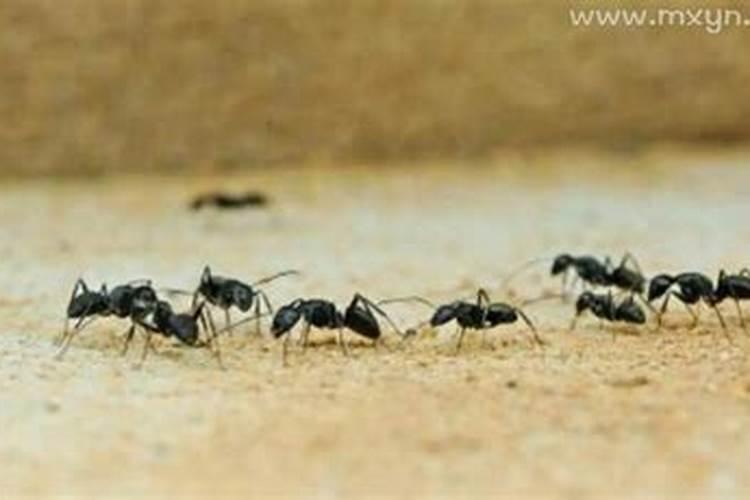 梦见黑压压的蚂蚁成群