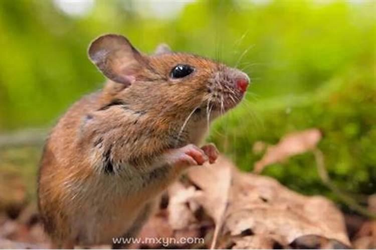 梦见老鼠咬自己的脚周公解梦