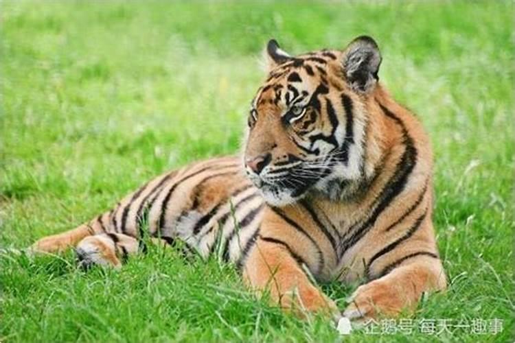 虎人生于几月是童子命？