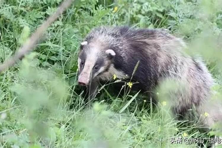太岁是保护动物吗？
