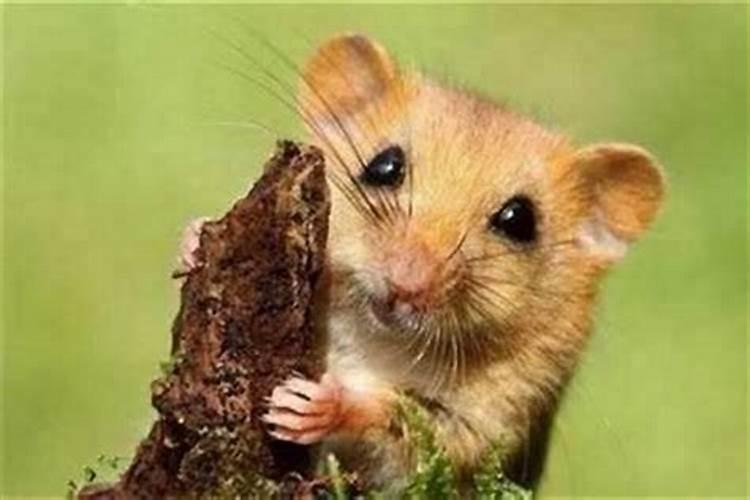 梦见老鼠在家里拉屎