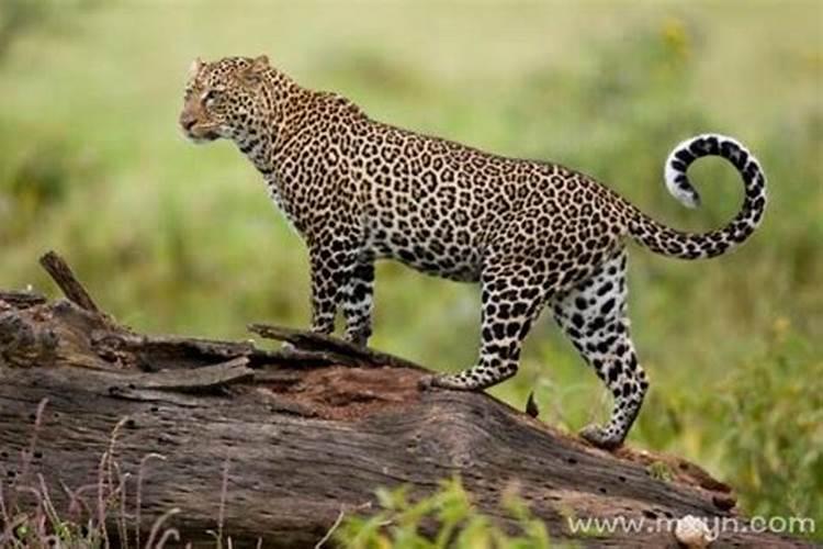 梦见豹子很温顺贴在身边