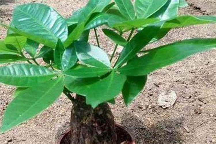 有什么土方法可以招财？