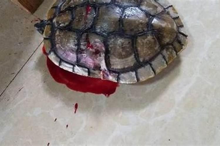 梦到乌龟死了又活了