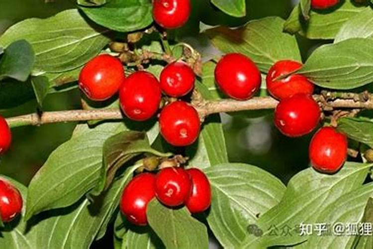 关于重阳节插茱萸来历的传说