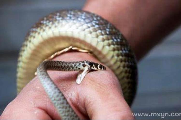 梦见被小蛇咬一口是什么兆头？