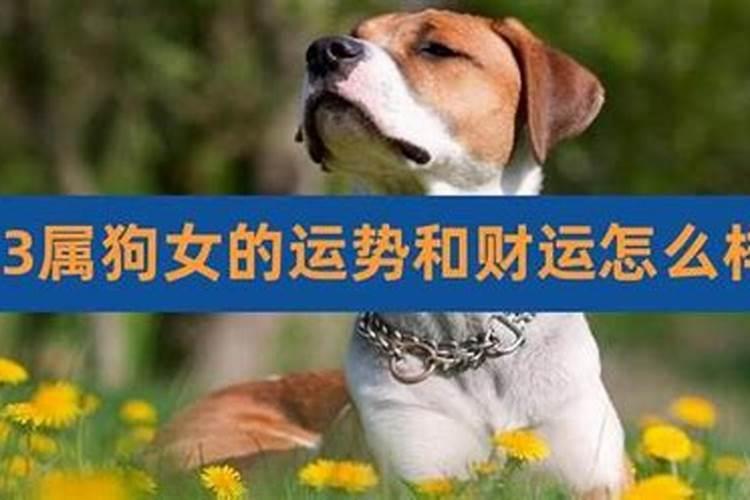 2026年属狗5月运程如何？