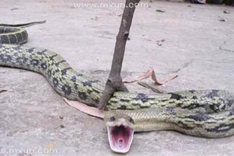 梦见蛇被自己砍了几段？