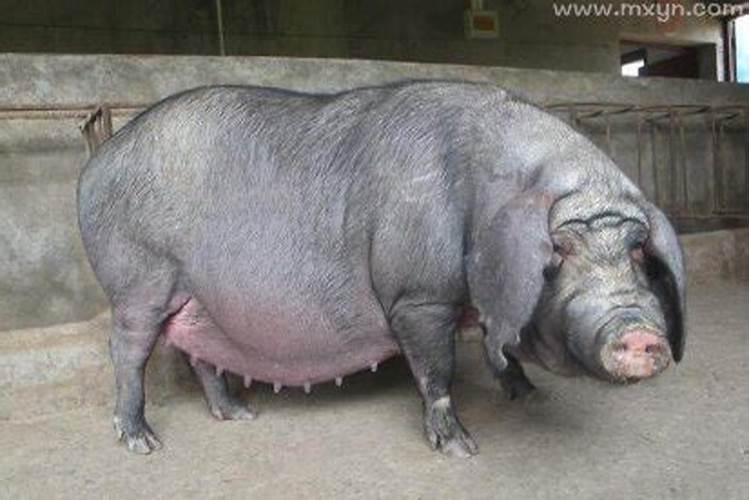 孕妇梦见猪是什么意思？