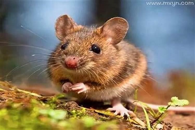 梦见几个小老鼠在屋里乱跑？