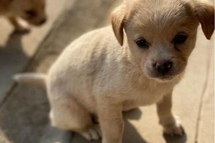 梦到小狗生了一只小狗