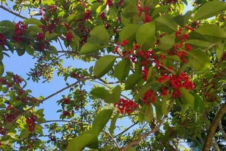 梦见红色的果实是什么意思？