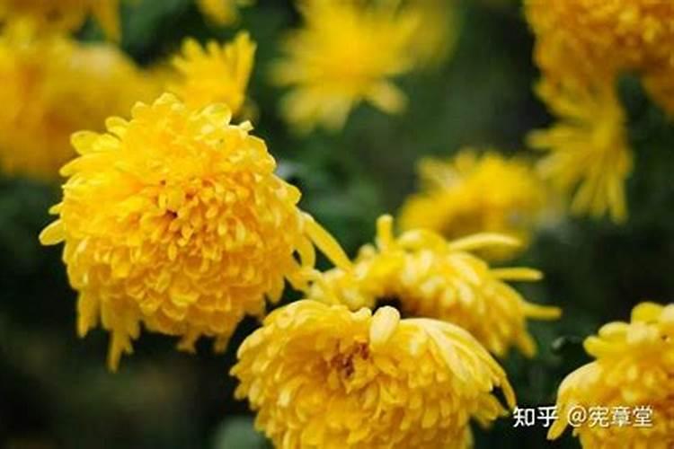 冬至菊花花祭祖