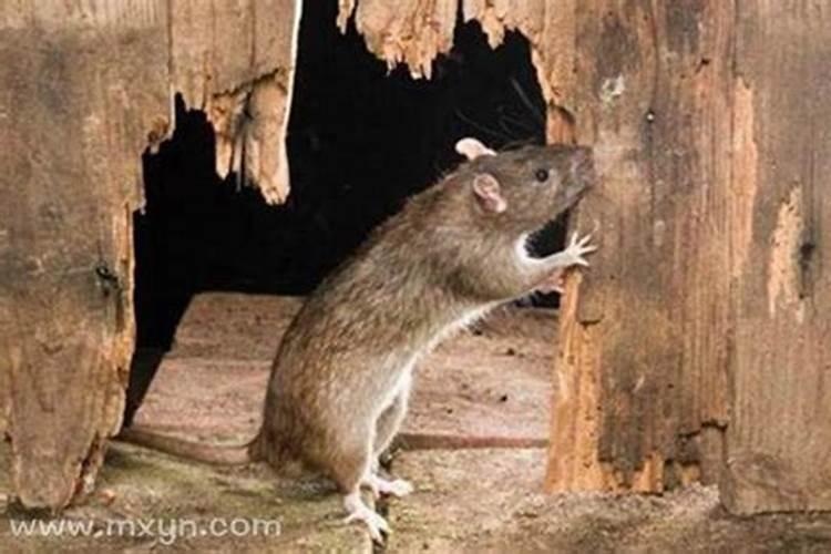 梦见好几只老鼠在家里？