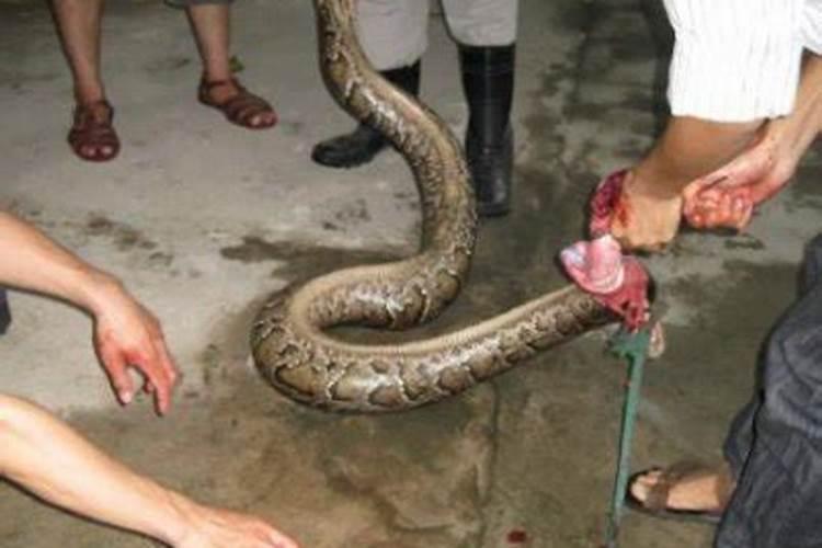 梦见杀死大蟒蛇是什么征兆？