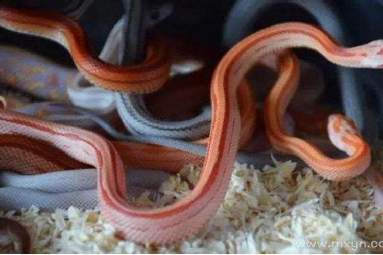 梦见好几条蛇是什么征兆解梦？