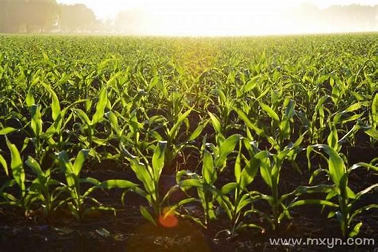 梦见种玉米是什么意思？
