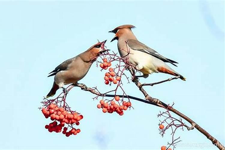 梦见跟孕妇吵架预示着什么？