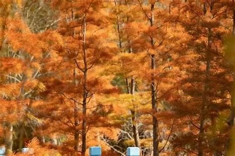 冬至错峰祭扫提示