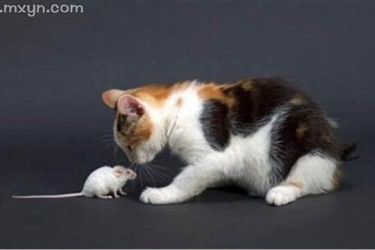 梦见猫捉老鼠并且叼着吃了