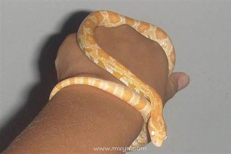 梦见花蛇咬自己的手是什么意思？