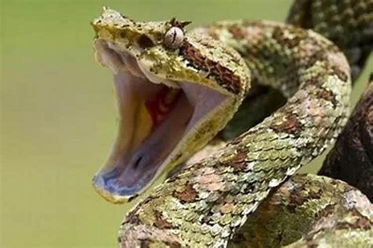 夫妻不和时女人梦到蛇好吗？