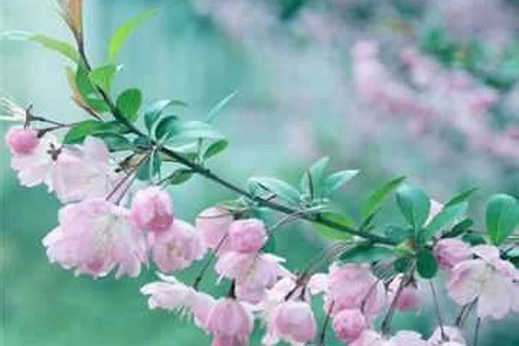 最吉利又招桃花运头像