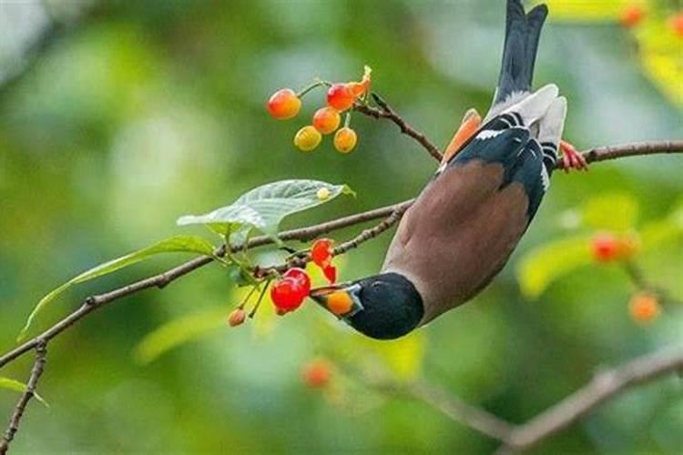梦到漂亮的鸟怎么回事？