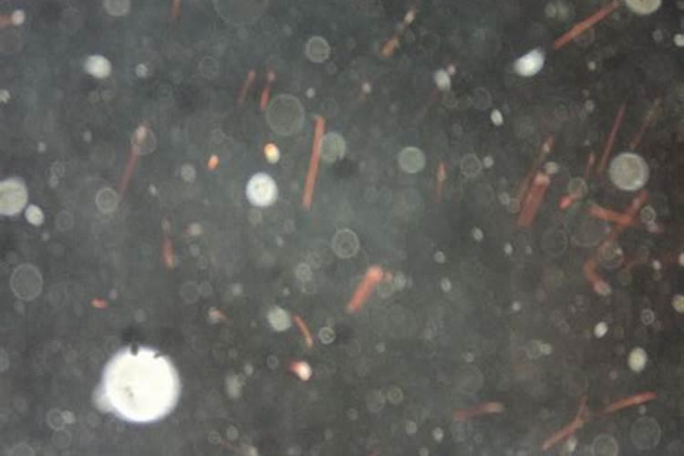 堕胎亡灵超度可以走么？