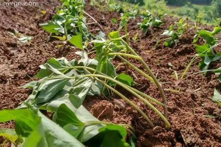 梦见红薯地预示将来会发生什么？