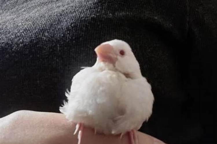 梦到黑色的鸡什么预兆？