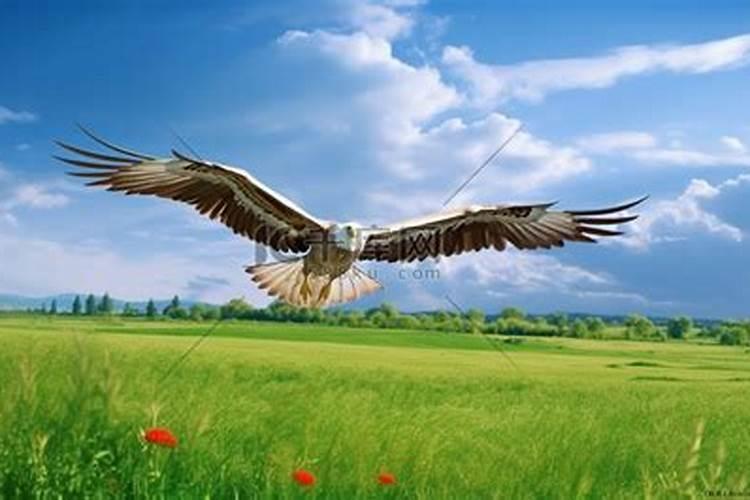 梦见特别漂亮的一只大鸟在天上飞