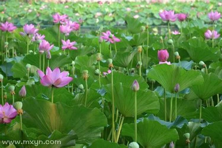 梦见荷花池塘什么意思？