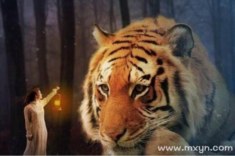 梦见老虎追人是什么征兆？