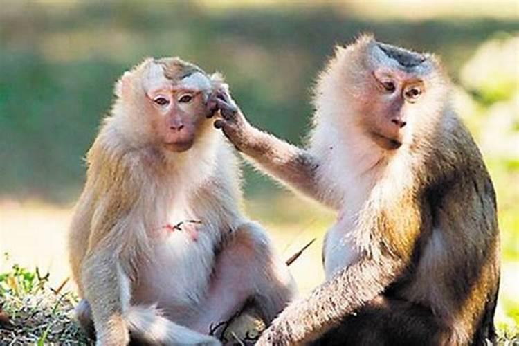 1980年几月出生的猴好情感和运势？